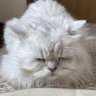 すまっしゅきゅーぶ profil fotoğrafı