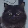 HyperMEVTrader 的头像