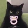 Profilbild von Electric Kitty