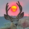 NeT's profile picture