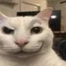 Profilbild von cat