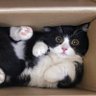 Profilbild von ねこ部
