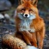 Фото профиля foxlover