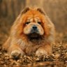 大金狗Alpha profil fotoğrafı