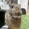 ゆうき/琥珀 is フレミッシュジャイアント 的头像