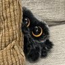 毛绒绒的小蜘蛛 profil fotoğrafı