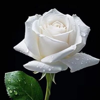KhunWhiteRose🌹🤍✨️'s profile picture