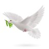 مسافر زادة الخيال's profile picture