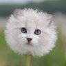 GoblinoidCritter's profile picture