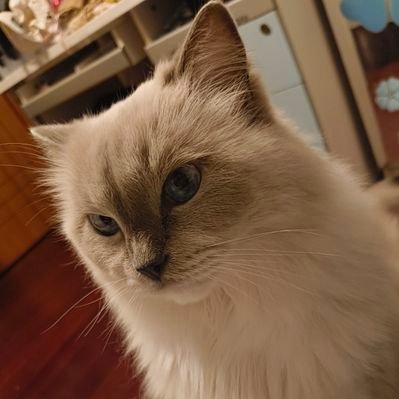 sameal_5's profile picture