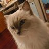 Samael's profile picture