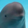 Фото профиля HabeasPorpoise