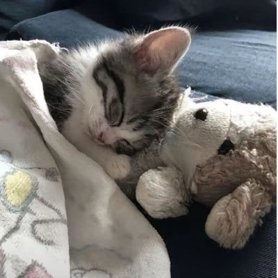 松路言纪YanKi's profile picture
