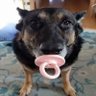 Cachorro Chupetão profil fotoğrafı