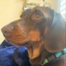 Profilbild von Archer The Wiener