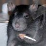 Profilbild von Residence's Vermin