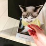 猫島るり子(ねこしまるりこ) 的头像
