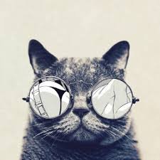 सनकी बिल्ला's profile picture