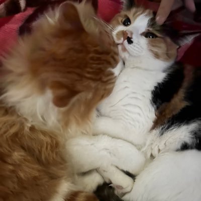 默默's profile picture