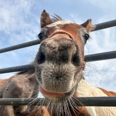 小西牧場's profile picture