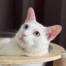 Profilbild von คือผมต้องทราบไหม 🐈⬛