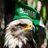 Фото профиля KsA_Eagle