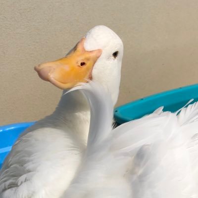 1_kwahuu_6's profile picture