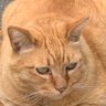 名無しのだいごんげん(大権現)'s profile picture