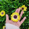 L 🌻 profil fotoğrafı
