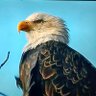 Val profil fotoğrafı