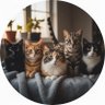 Lucky cat | 身心繁荣教练 profil fotoğrafı