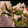 نوسة 的头像