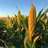 Sweetcorn Season profil fotoğrafı