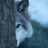 Lone Wolf 的头像
