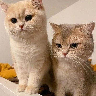 iJ8JLefCVxiMHPu's profile picture