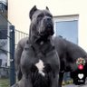 T Maximus's profile picture