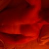 fez's profile picture