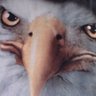 Cchabs123's profile picture