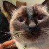 Zin Nako profil fotoğrafı