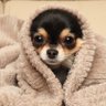 Profilbild von 小型犬が好き