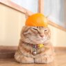 Profilbild von みかん