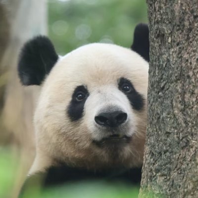 シャン日記's profile picture