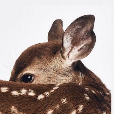 ୨୧ ose's profile picture