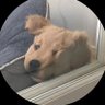 Profilbild von รอวอ ⋆˙⟡