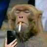 CHIMP's profile picture