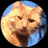 WildZ profil fotoğrafı