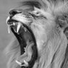 Profilbild von ⭐🇺🇸 🦅✝️ Lion Heart ✝️ 🇺🇸 🦅 ⭐