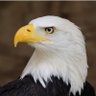The Eagle 🦅 的头像