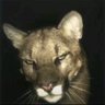 daniel is a river🐊's profile picture