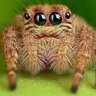 だいち-義務教育の敗北 profil fotoğrafı